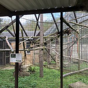 Sumatran White-bearded Palm Civet Enclosure at Hamerton Zoo Park (October 2023)