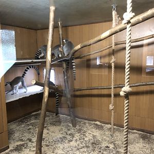 Ring-tailed Lemur Indoor Enclosure at Hamerton Zoo Park (October 2023)