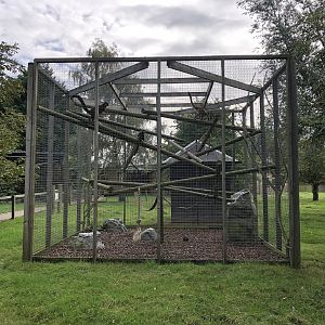 Collared Lemur Enclosure at Hamerton Zoo Park (October 2023)