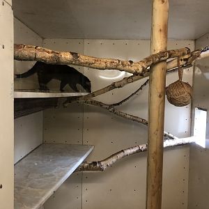 Sumatran White-bearded Palm Civet Indoor Enclosure at Hamerton Zoo Park (October 2023)