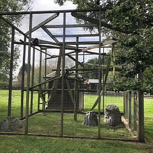 Black-and-White Ruffed Lemur Enclosure at Hamerton Zoo Park (October 2023)