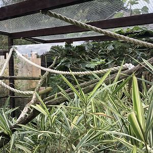 Cotton-top Tamarin Enclosure at Hamerton Zoo Park (October 2023)