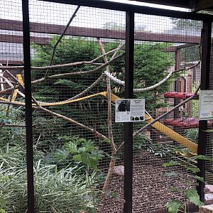 Red-bellied Tamarin Enclosure at Hamerton Zoo Park (October 2023)