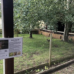 Kirk's Dik-Dik Enclosure at Hamerton Zoo Park (October 2023)