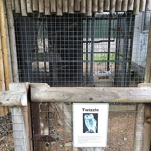White-faced Scopes Owl Aviary at Hamerton Zoo Park (October 2023)