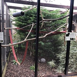 Chilean Pudu / Goeldi's Monkey Enclosure at Hamerton Zoo Park (October 2023)