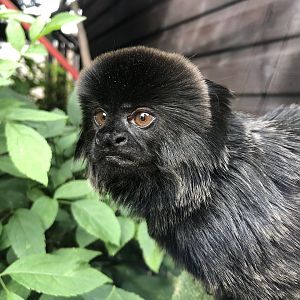 Goeldi's Monkey at Hamerton Zoo Park (October 2023)