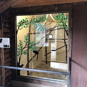 Goeldi's Monkey Indoor Enclosure at Hamerton Zoo Park (October 2023)