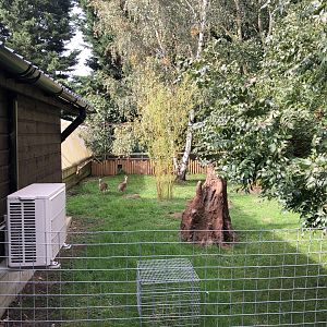 Kirk's Dik-Dik Enclosure at Hamerton Zoo Park (October 2023)