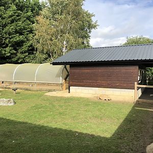 African Spurred Tortoise Enclosure at Hamerton Zoo Park (October 2023)