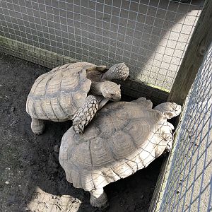 African Spurred Tortoise at Hamerton Zoo Park (October 2023)