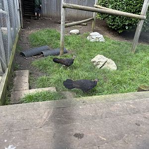 Australian Brushturkey / Long-nosed Potoroo Enclosure at Hamerton Zoo Park (October 2023)