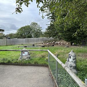 Greater Flamingo Enclosure at Hamerton Zoo Park (October 2023)