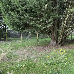 Southern Cassowary Enclosure at Hamerton Zoo Park (October 2023)
