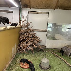 Australian Brushturkey Indoor Enclosure at Hamerton Zoo Park (October 2023)
