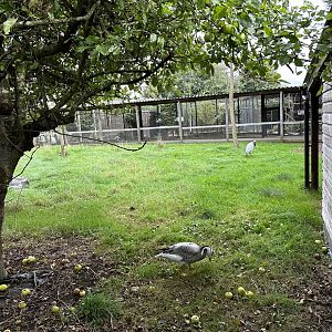 Bar-headed Goose / Demoiselle Crane Enclosure at Hamerton Zoo Park (October 2023)