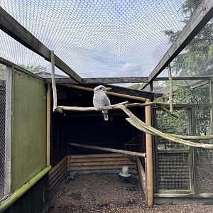 Laughing Kookaburra Aviary at Hamerton Zoo Park (October 2023)