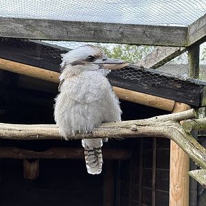 Laughing Kookaburra at Hamerton Zoo Park (October 2023)