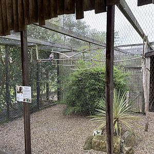 Eurasian Jay Aviary at Hamerton Zoo Park (October 2023)