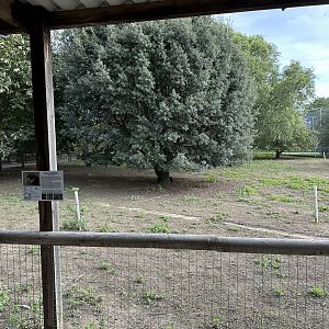 Parma Wallaby Enclosure at Hamerton Zoo Park (October 2023)