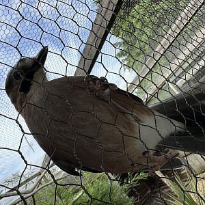 Eurasian Jay at Hamerton Zoo Park (October 2023)