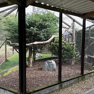 Sumatran White-bearded Palm Civet Enclosure at Hamerton Zoo Park (October 2023)