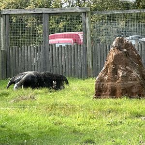 Giant Anteater at Hamerton Zoo Park (October 2023)