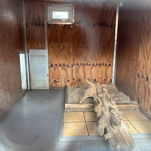 Giant Anteater Indoor Enclosure at Hamerton Zoo Park (October 2023)