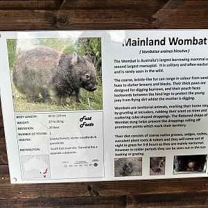 Common Wombat Signage at Hamerton Zoo Park (October 2023)