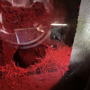 Common Wombat Indoor Enclosure at Hamerton Zoo Park (October 2023)