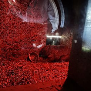 Common Wombat Indoor Enclosure at Hamerton Zoo Park (October 2023)