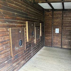 Common Wombat Viewing Area at Hamerton Zoo Park (October 2023)