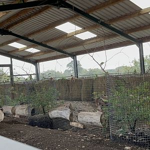 Common Wombat Outdoor Enclosure at Hamerton Zoo Park (October 2023)