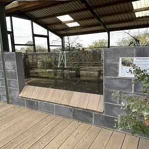 Common Wombat Outdoor Enclosure at Hamerton Zoo Park (October 2023)