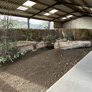 Common Wombat Outdoor Enclosure at Hamerton Zoo Park (October 2023)