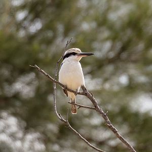 Red-backed Kingfisher