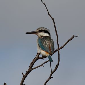 Red-backed Kingfisher
