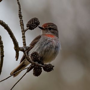 Red-capped Robin - young male