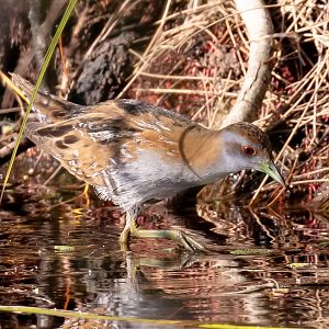 Baillon's Crake