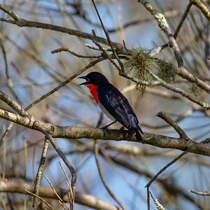 Mistletoebird male