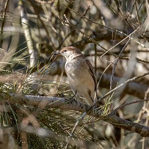 White-winged Triller female