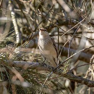 White-winged Triller female