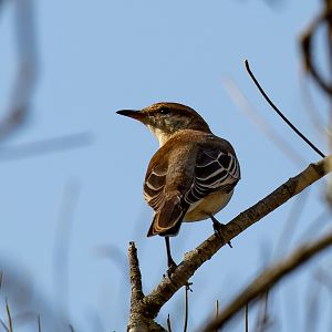 White-winged Triller female
