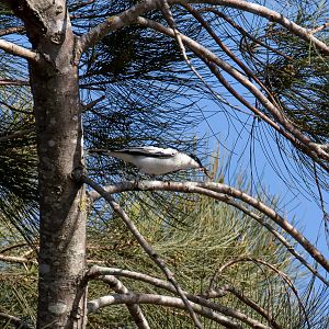 White-winged Triller male