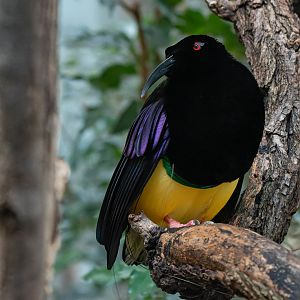 Twelve-wired bird-of-paradise (Seleucidis melanoleucus)