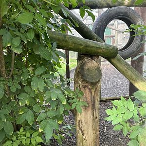 Brushtail Possum Enclosure at Hamerton Zoo Park (October 2023)