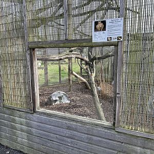 Tasmanian Golden Possum Enclosure at Hamerton Zoo Park (October 2023)