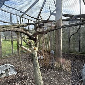 Tasmanian Golden Possum Enclosure at Hamerton Zoo Park (October 2023)