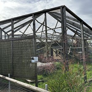 Black Howler Monkey Enclosure at Hamerton Zoo Park (October 2023)