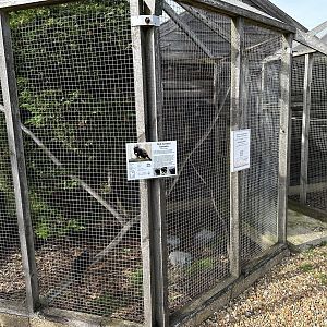 Red-handed Tamarin Enclosure at Hamerton Zoo Park (October 2023)
